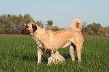 KANGAL 125